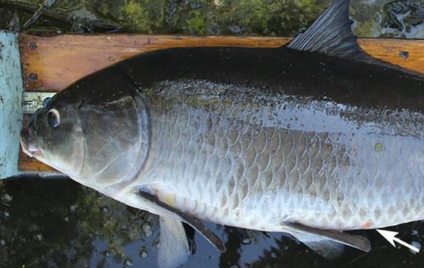 Вчені знайшли найстарішу прісноводну рибу