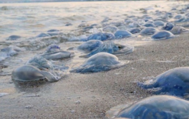 Екологи пояснили навалу медуз на азовському узбережжі
