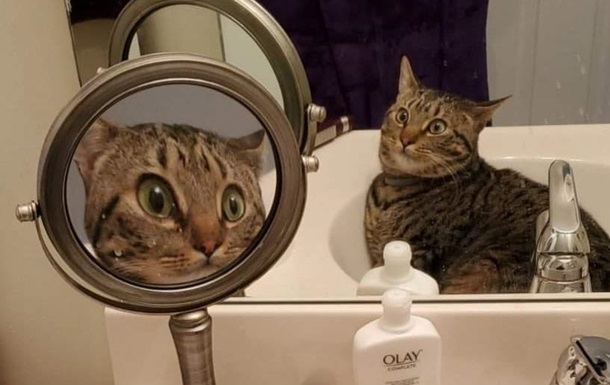Кот испугался себя в увеличительном зеркале и рассмешил Сеть