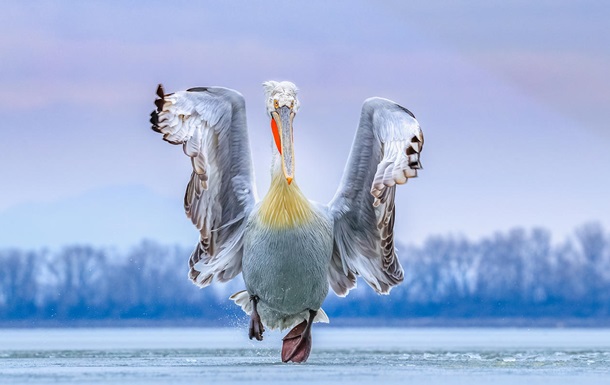 Выбраны лучшие фото птиц в 2019 году