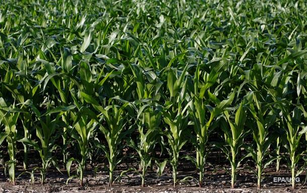 Україна витісняє США з ринку кукурудзи Китаю - ЗМІ