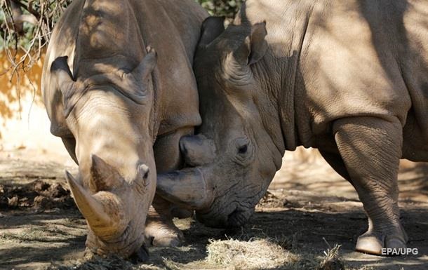 Ученые из Кении сохранили яйцеклетки вымирающего белого носорога