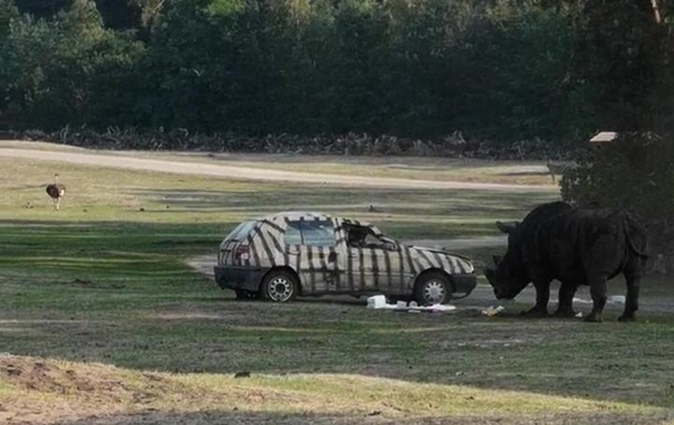 В Германии носорог атаковал автомобиль
