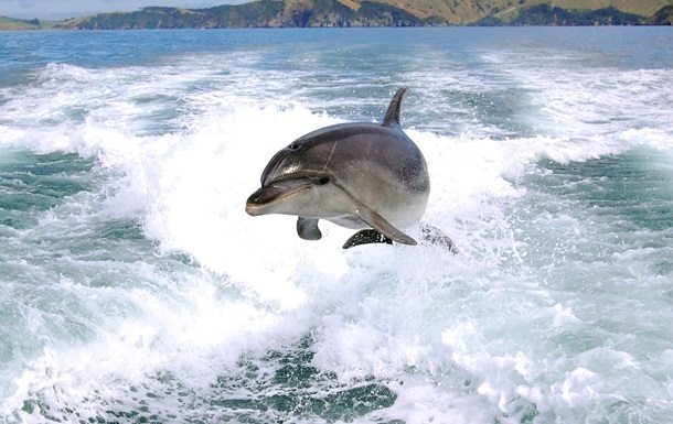 Туристам заборонили плавати з дельфінами в Новій Зеландії