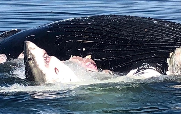 Рыбак снял, как акула пожирает мертвого кита 