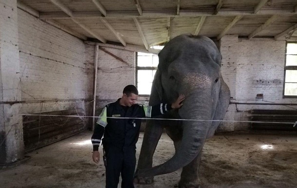 У Білорусі впіймали слона, що гуляв по селу
