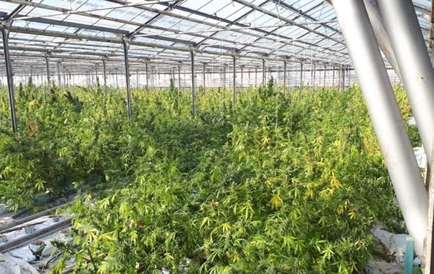 На Прикарпатті знайшли плантацію марихуани в чотири гектари