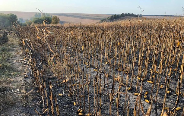 На Полтавщине горело поле кукурузы площадью более двух тысяч гектаров