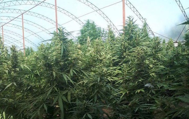 На Одещині родина виростила півтисячі кущів марихуани
