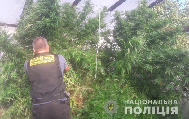 Під Дніпром у чоловіка знайшли 46 кущів конопель та 12 кг марихуани