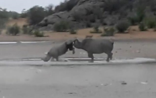 Два редчайших черных носорога подрались на камеру