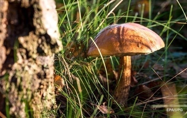 У Кіровоградській області дівчина померла від отруєння грибами