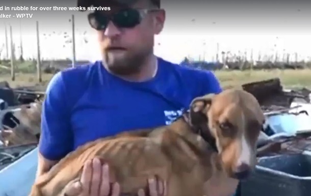 Через месяц после урагана Дориан на Багамах под завалами нашли живого щенка