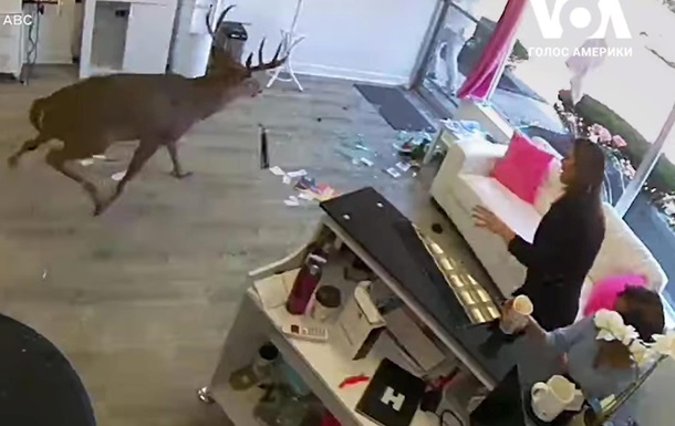 В парикмахерскую на Лонг-Айленде ворвался олень 
