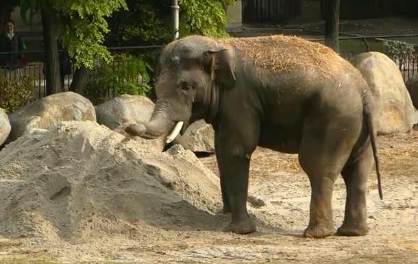 У Києві зняли на відео слона, який грає в пісочниці