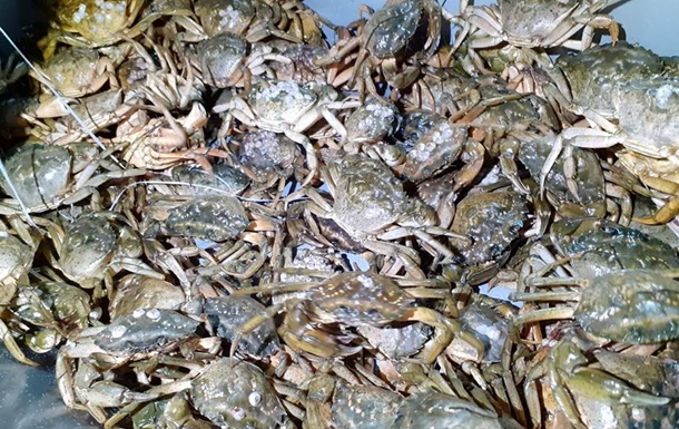 У Херсонській області затримали браконьєрів з уловом крабів на 89 млн грн