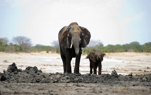 У Зімбабве через голод загинули 55 слонів