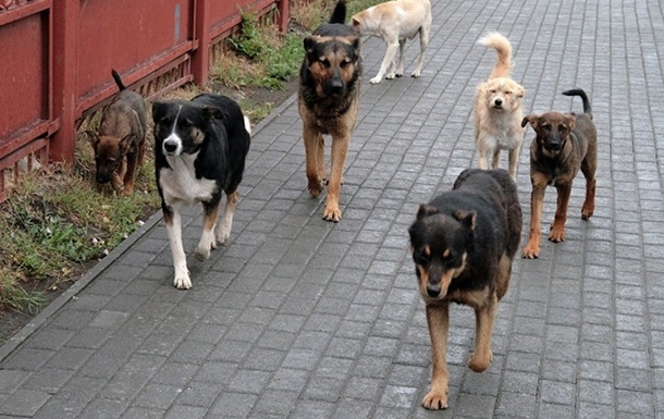 В Запорожской области бездомные собаки загрызли пенсионерку