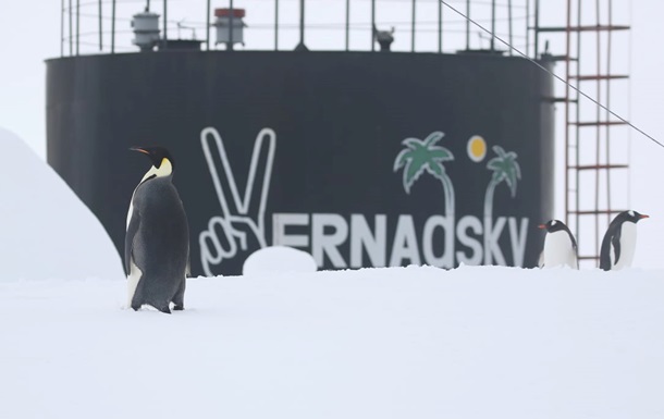 К украинским полярникам пришел в гости пингвин