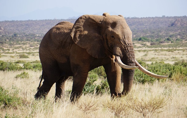 В Кении умер самый известный африканский слон