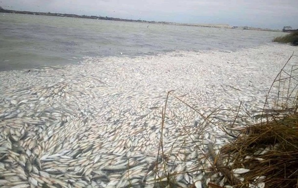 На Херсонщині стався масовий мор риби в Дніпрі