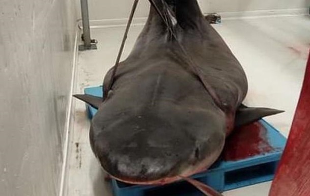 Шотландского туриста во Франции съела акула