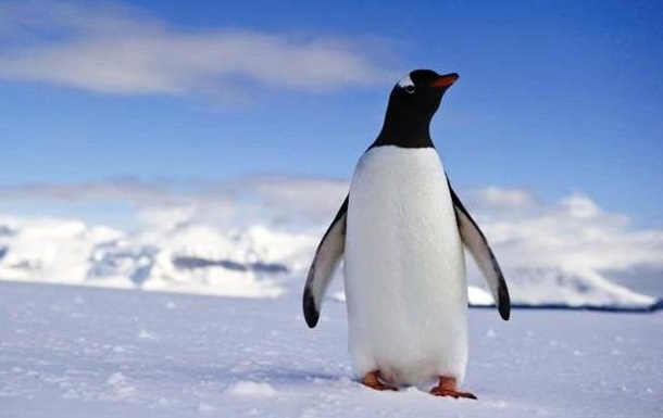 Вчені знайшли гігантського скам янілого пінгвіна