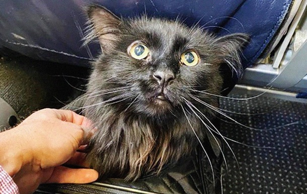 Зниклого кота знайшли через п ять років на іншому кінці країни