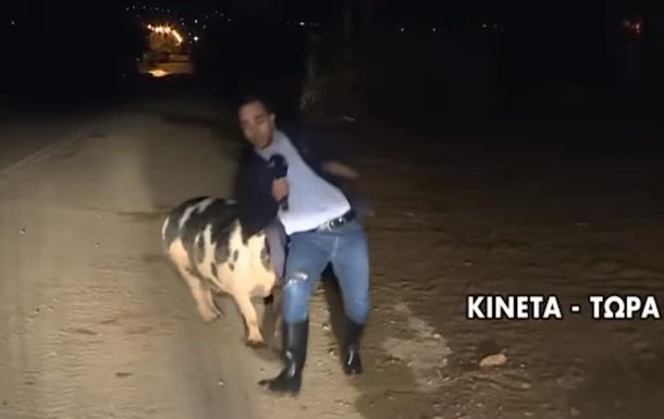 Журналиста во время эфира атаковала свинья 