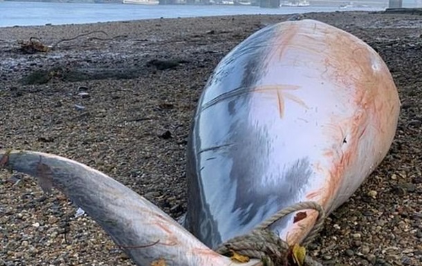 На берег Темзы в Лондоне выбросило кита