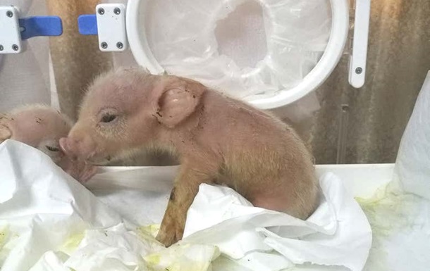 В Китае родился первый гибрид свиньи и обезьяны