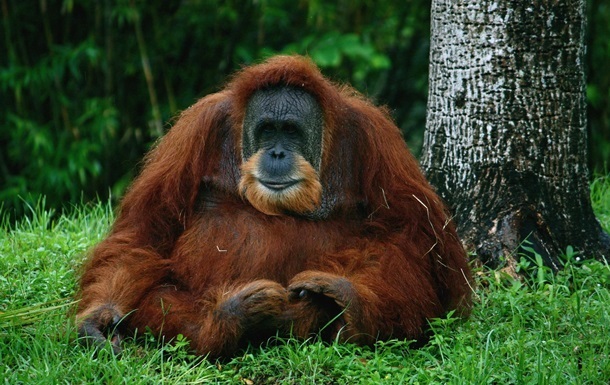 Біологам вдалося розшифрувати мову орангутангів