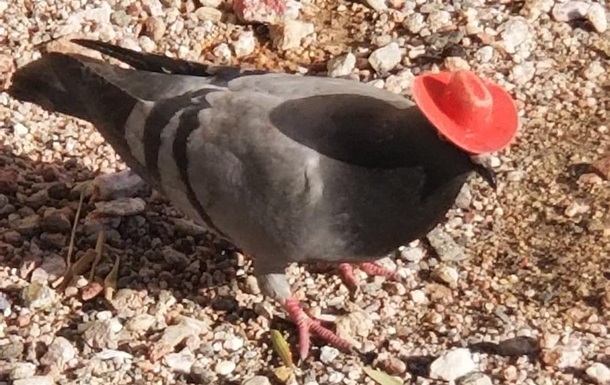 В Лас-Вегасе заметили голубей в ковбойских шляпах