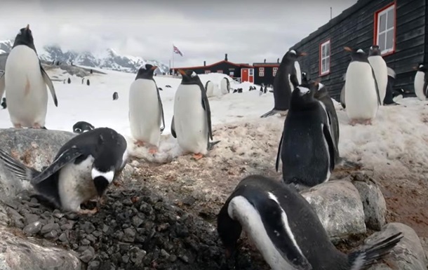 Пингвины превратили остров в детский сад