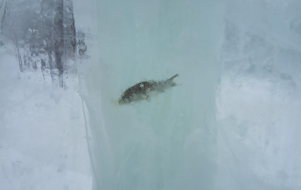 Вмерзшая рыба в стенах ледового городка смутила сеть