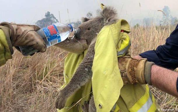 Пожары в Австралии. Исчезнут целые виды животных