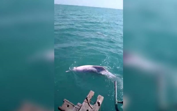 Рыбаки сняли редких дельфинов-альбиносов