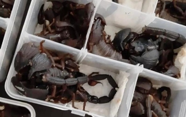 Китаєць намагався пронести в літак дві сотні живих скорпіонів