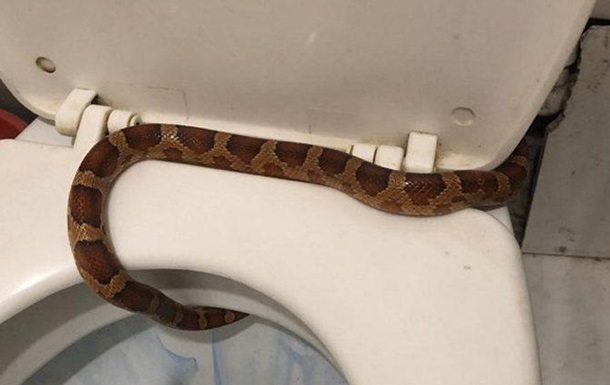 Жительница Тулы нашла в своем унитазе живую змею