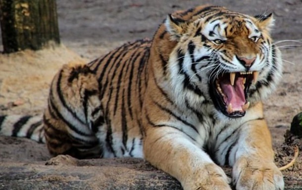 Нападение тигра на людей в Индии попало на видео