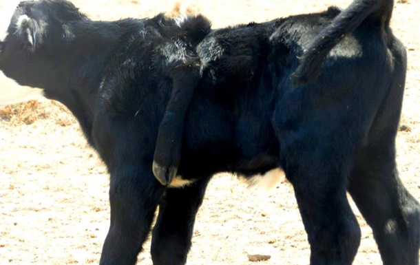 В Австралии живет теленок с пятой ногой на спине