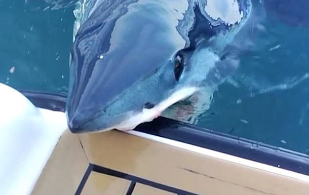 Акула вцепилась в дорогую яхту и попала на видео