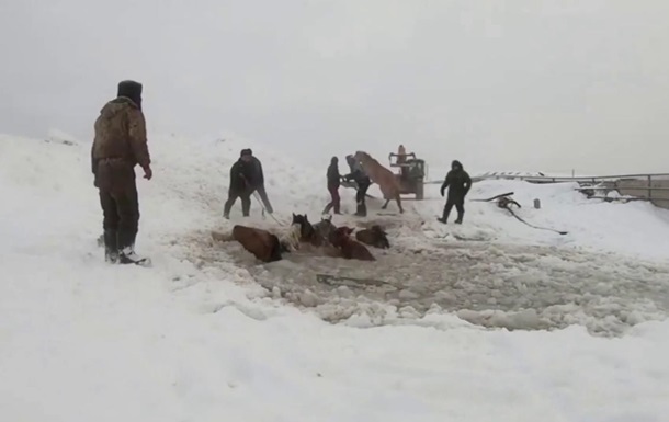 В Башкирии из воды вытащили табун лошадей 
