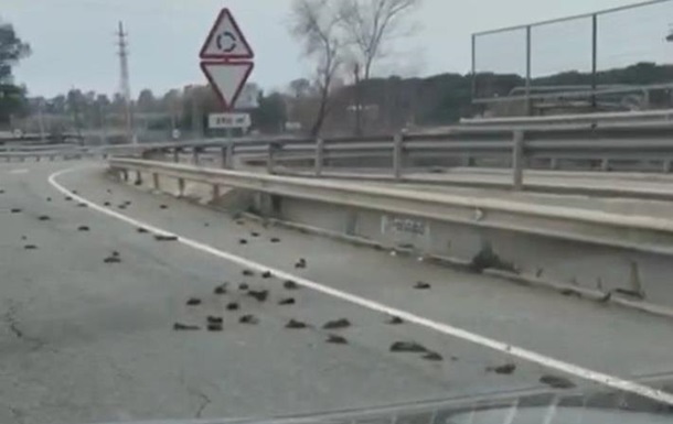 В Іспанії на шосе виявили сотні мертвих птахів