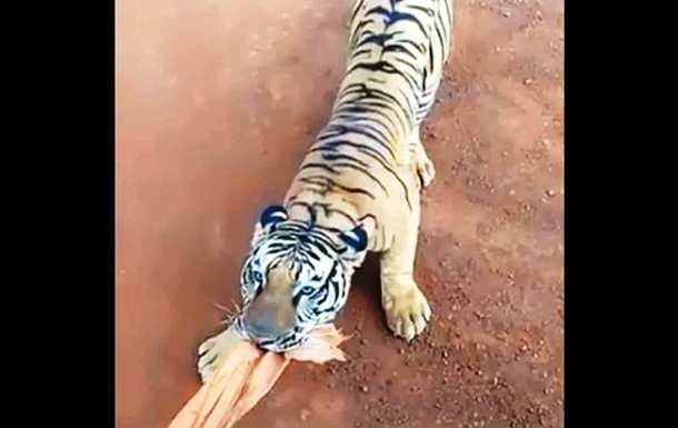 Тигр напал на автобус с туристами: видео