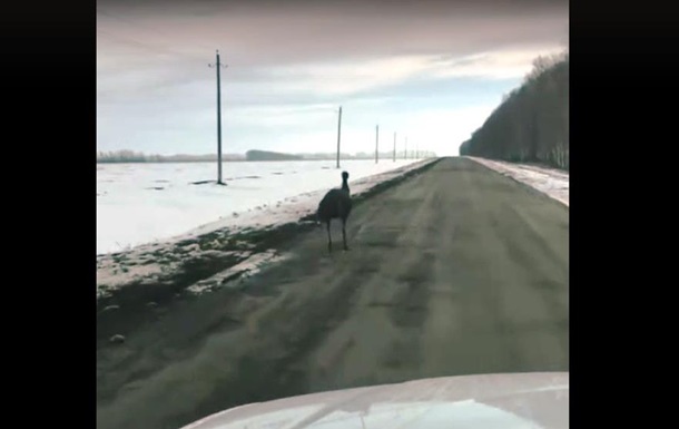 В России сняли бежавшего по зимней дороге страуса