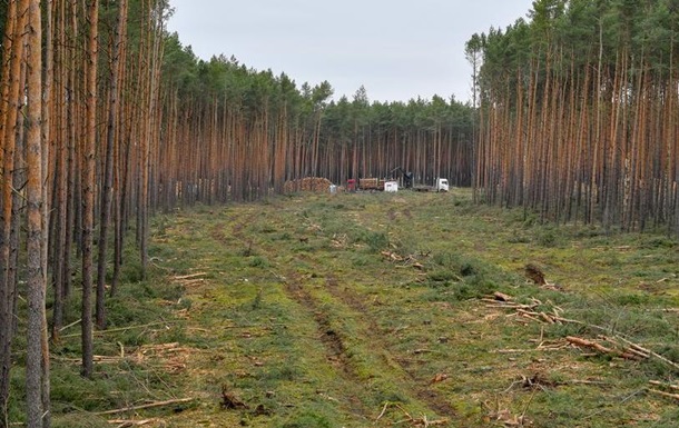 Суд дозволив вирубку лісу на ділянці для заводу Tesla 