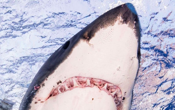 У Новій Зеландії 60-річний серфер відбився від акули голіруч