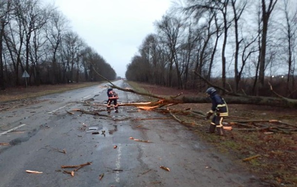 На Прикарпатье ветер повалил дерево на дорогу, есть пострадавшие