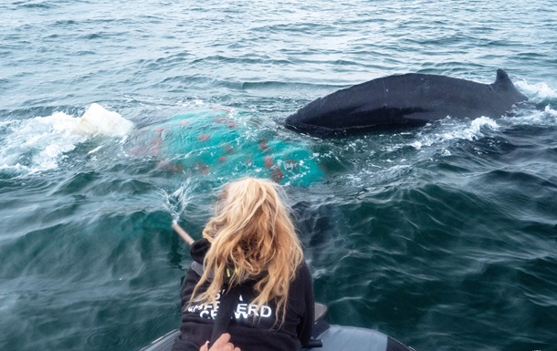 Біля берегів Мексики врятували горбатого кита